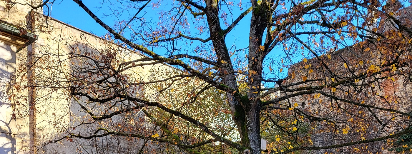 Dijon au vert